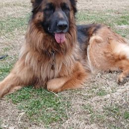 German Shepherds from Scarlet Reign K9s