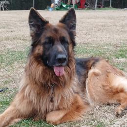 German Shepherds from Scarlet Reign K9s