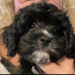 Cavapoo Puppies from Bubble-ishous Cavapoos
