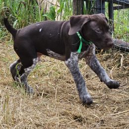 Ranger - Liver and white male German Shorthaired Pointer puppy in La Porte, Indiana from T Double H German Shorthaired Pointers