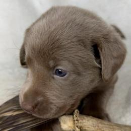 Ash - Silver female Dilute Retriever puppy in Grants Pass, Oregon from KnR Antler Dogs