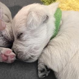 Green - White male West Highland White Terrier puppy in Kuna, Idaho from Treasure Valley Idaho Westies
