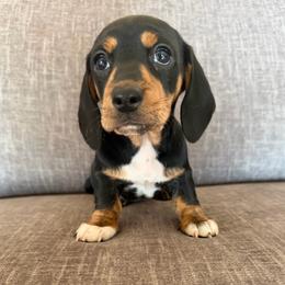 Katherina - Black and tan female Dachshund puppy in Tonopah, Arizona from Brandie's Dachshunds