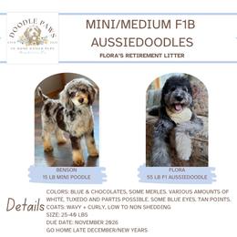 Aussiedoodle puppies from Doodle Paws Pups
