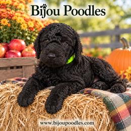 Green Collar - Black male Poodle puppy in Niagara Falls, New York from Bijou Standard Poodles