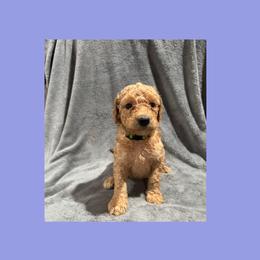 AKC  Standard poodle Little brother - Red  male Poodle puppy in Harrisburg, Arkansas from Ransone’s Ridge Runners Poodles and Doodles