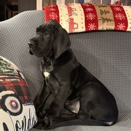 Orange collar - Black female Great Dane puppy in Ider, Alabama from Sand Mountain Danes LLC