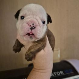 Purple - Red brindle female Bulldog puppy in Walhalla, South Carolina from Lowery's English Bulldogs