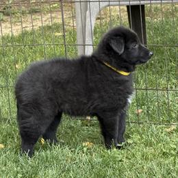 Girl 1 - Black female Belgian Sheepdog puppy in Nazareth, Pennsylvania from Chancery Belgians