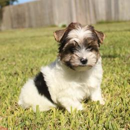 Marley - Parti male Yorkshire Terrier puppy in Eastland, Texas from Peach Yorkies