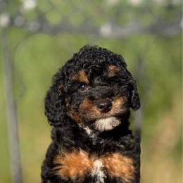 Mona - Phantom female Poodle puppy in Aubrey, Texas from Four Willows Farm