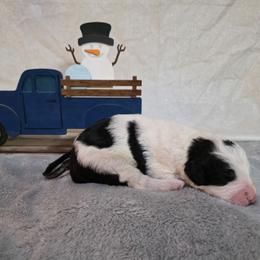 Confetti - Black and white male Sheepadoodle puppy in Weatherford, Texas from Oodles of poodles and doodles