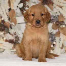 Black Ribbon - Dark golden male Golden Retriever puppy in Howard City, Michigan from Sherman's Shepherds
