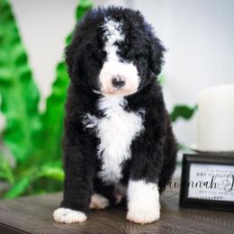 Sheepadoodle Puppies from The Farms Precious Doodles