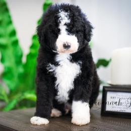 Sheepadoodle Puppies from The Farms Precious Doodles