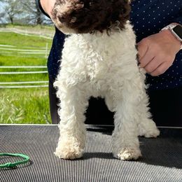 Green - White Lagotto Romagnolo puppy in Sacramento, California from Innamorati Lagotti