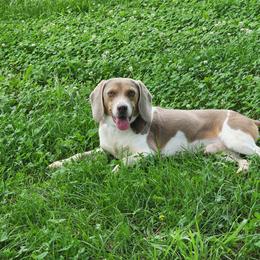 Kenai - Beagle