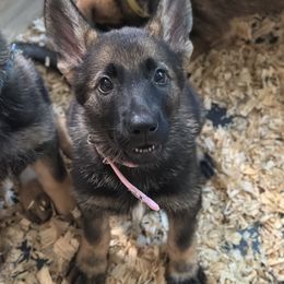 German Shepherd Puppies from United Pride  German shepherds