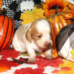 Myers - Piebald male Dachshund puppy in Corbin, Kentucky from White River Valley Kennel