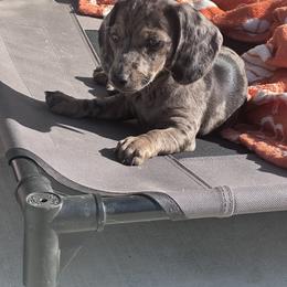 Chai - Dapple female Dachshund puppy in Paso Robles, California from Nicole's Dachshunds