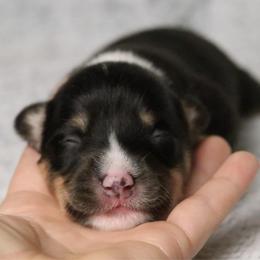 💨 Breeze 💨 - Black and tan female Pembroke Welsh Corgi puppy in Fayetteville, Arkansas from Intergalactic Corgis