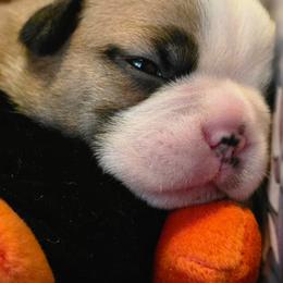 Alpha - Seal brindle and white male Boston Terrier puppy in Kingsport, Tennessee from Irish Heart Bostons