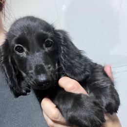 Saray girl 3 - Black female Dachshund puppy in Bigfork, Minnesota from Dachshunds Up North