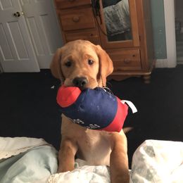 Labrador Retriever Puppies from Lake Crystal Farms Labradors