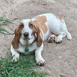 June - Basset Hound