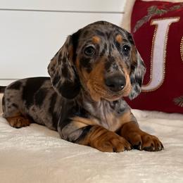 Wilma - Dapple female Dachshund puppy in Callahan, Florida from Little Foot Kennels