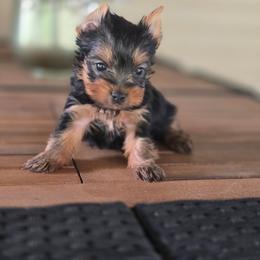 Boy 2 - Black and gold male Yorkshire Terrier puppy in Old Fort, North Carolina from Tiffany’s Colorful Yorkies