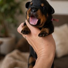Pink edy and aika girl - Black and mahogany female Rottweiler puppy in Lake City, Florida from Haus Der Wut Kennels