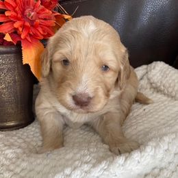 American Corgis and Goldendoodles from Circle N Farms