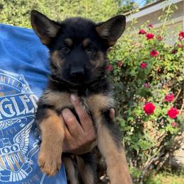 Zena - Black and red female German Shepherd puppy in Whitewater, California from Vom Haus Metzler Shepherds