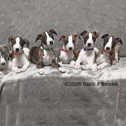 "2019 Graffiti ex Fore (Babblez 3rd from left lives here)" Whippet Puppies from SaeSi Kennels