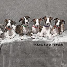 "2019 Graffiti ex Fore (Babblez 3rd from left lives here)" Whippet Puppies from SaeSi Kennels