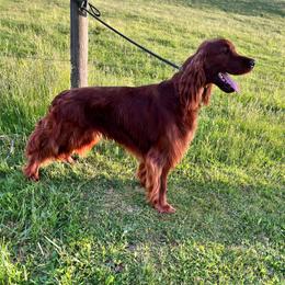 Benny - Irish Setter