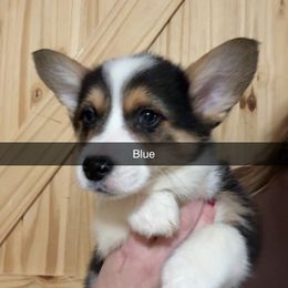 Blue - Black and tan male Pembroke Welsh Corgi puppy in Sturgis, Michigan from Eberle's Pembroke Welsh Corgis