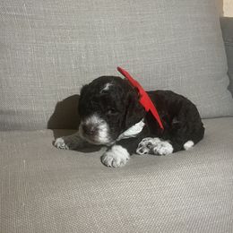 Boy 3 - Lagotto Romagnolo puppy from Sherlyn Kennels