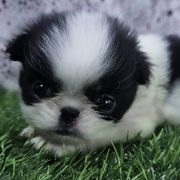 Girl 4 - Black tan and white female Japanese Chin puppy in Johnson City, Tennessee from Erin & Friends Japanese Chin