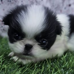 Girl 4 - Black tan and white female Japanese Chin puppy in Johnson City, Tennessee from Erin & Friends Japanese Chin