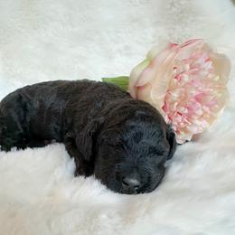 Willa - Black female Goldendoodle puppy in Osage City, Kansas from Golden Ridge Goldens