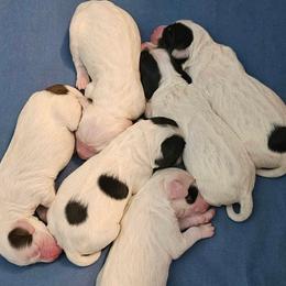 English Setter puppies from English Setters of the Eyrie