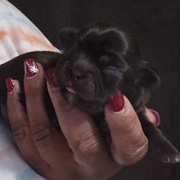 Cocoa - Chocolate female Shih Tzu puppy in Greer, South Carolina from My Precious Paws – Shih Tzu