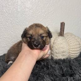Cedar (Fluffy) - Sable and white male American Corgi puppy in Fayetteville, Arkansas from Intergalactic Corgis