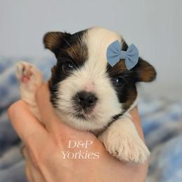 Collin - Parti male Yorkshire Terrier puppy in Bradley, South Carolina from Diamonds & Pearls Yorkshire Terriers