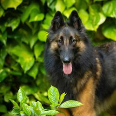 Keela - Belgian Tervuren