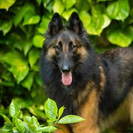 Keela - Belgian Tervuren