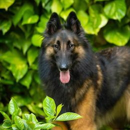 Keela - Belgian Tervuren