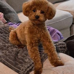 Whiskey - Poodle